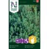 Timian Thymus Vulgaris L.