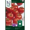 Tomat 'Shirley' F1 Solanum Lycopersicum 'Shirley' F1 -Osmo Salgsbutik p33815 37029 solanum lycopersicum shirley f1 a5c2
