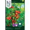 Tomat 'Tiny Tim' Solanum Lycopersicum 'Tiny Tim' -Osmo Salgsbutik p33826 37027 solanum lycopersicum tiny tim 1169