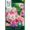Atlaskblomst Mix Clarkia Amoena Mix -Osmo Salgsbutik p33847 37205 clarkia amoena mix 2664