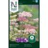 Prydgulerod 'Dara' Daucus Carota 'Dara' -Osmo Salgsbutik p33860 37214 daucus carota dara 5592