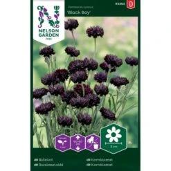 Kornblomst 'Black Boy' Centaurea Cyanus 'Black Boy'