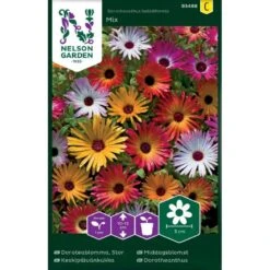 Middagsblomst Mix Dorotheanthus Bellidiformis Mix