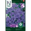 Ægte Heliotrop 'Marine' Heliotropium Arborescens L. 'Marine' -Osmo Salgsbutik p33887 37237 heliotropium arborescens l marine 49dd