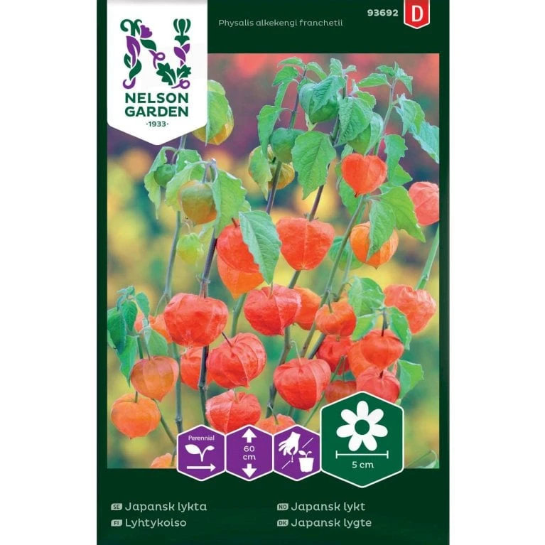 Japansk Lygte Physalis Alkekengi Franchetii 3 Japansk Lygte Physalis Alkekengi Franchetii