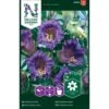 Blå Klokkeranke Cobaea Scandens -Osmo Salgsbutik p33893 37243 cobaea scandens 1eb7