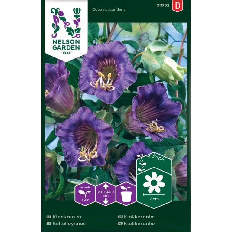Blå Klokkeranke Cobaea Scandens 3 Blå Klokkeranke Cobaea Scandens