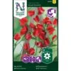 Ærteblomst, Royal Scarlet, Rød Lathyrus Odoratus L. 'Royal Scarlet' 2 Ærteblomst, Royal Scarlet, Rød Lathyrus Odoratus L. 'Royal Scarlet' -Osmo Salgsbutik p33924 37270 lathyrus odoratus l royal scarlet 796d