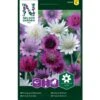 Enårig Papirblomst Mix Xeranthemum Annuum -Osmo Salgsbutik p33939 37283 xeranthemum annuum 8ddc