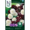 Enkeblomst 'Snowmaiden' X 'Black Knight' Scabiosa Atropurpurea 'Snowmaiden', 'Black Knight' -Osmo Salgsbutik p33954 37293 scabiosa atropurpurea snowmaiden black knight 15e1