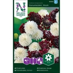 Enkeblomst 'Snowmaiden' X 'Black Knight' Scabiosa Atropurpurea 'Snowmaiden', 'Black Knight'