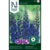 Pragtridderspore 'Blue Donna' Delphinium Belladonna 'Blue Donna' -Osmo Salgsbutik p33967 37305 delphinium belladonna blue donna 4b91