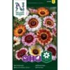 Okseøje Mix Chrysanthemum Carinatum 1 Okseøje Mix Chrysanthemum Carinatum -Osmo Salgsbutik p33980 37317 chrysanthemum carinatum cbee