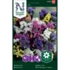 Vinget Hindebæger Mix Limonium Sinuatum Mix 2 Vinget Hindebæger Mix Limonium Sinuatum Mix -Osmo Salgsbutik p33981 37318 limonium sinuatum mix c232