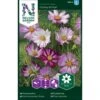 Stolt Kavaler 'Candy Stripe' Cosmos Bipinnatus 'Candy Stripe'
