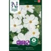 Stolt Kavaler 'Purity' Cosmos Bipinnatus 'Purity'