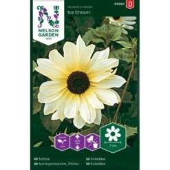 Høj Solsikke 'Ice Cream' Helianthus Debilis 'Ice Cream'