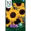 Solsikke 'Ikarus' Helianthus Annuus 'Ikarus' -Osmo Salgsbutik p34006 37339 helianthus annuus ikarus c394