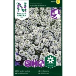 Biblomme 'Carpet Of Snow' Lobularia Maritima 'Carpet Of Snow'
