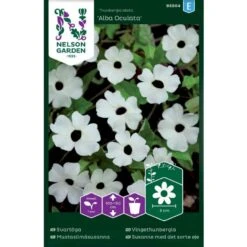 Susanne Med Det Sorte øje 'Alba Oculata' Thunbergia Alata 'Alba Oculata'