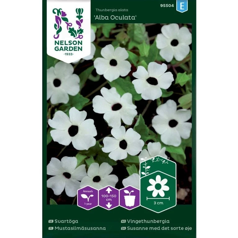 Susanne Med Det Sorte øje 'Alba Oculata' Thunbergia Alata 'Alba Oculata' 3 Susanne Med Det Sorte øje 'Alba Oculata' Thunbergia Alata 'Alba Oculata'