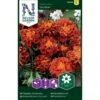 Fløjlsblomst 'Panther' Tagetes Patula 'Panther'
