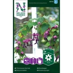 Rosenslynger Rhodochiton Atrosanguineum