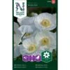 Kornvalmue 'Bridal Silk' Papaver Rhoeas L. 'Bridal Silk' -Osmo Salgsbutik p34049 37374 papaver rhoeas l bridal silk c2a5