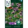 Kæmpejernurt Verbena Bonariensis -Osmo Salgsbutik p34054 37377 verbena bonariensis c651