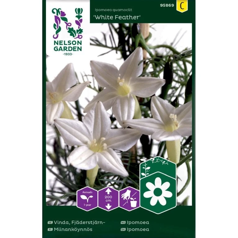 Pragtsnerle 'White Feather' Ipomoea Quamoclit 'White Feather' 3 Pragtsnerle 'White Feather' Ipomoea Quamoclit 'White Feather'