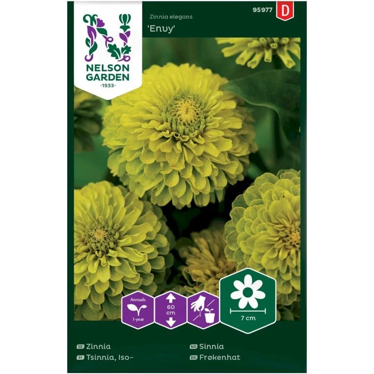Frøkenhat 'Envy' Zinnia Elegans 'Envy' 3 Frøkenhat 'Envy' Zinnia Elegans 'Envy'
