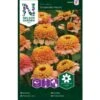 Frøkenhat 'Zinderella Peach' Zinnia Elegans 'Zinderella Peach' 2 Frøkenhat 'Zinderella Peach' Zinnia Elegans 'Zinderella Peach' -Osmo Salgsbutik p34067 37388 zinnia elegans zinderella peach 0c3c