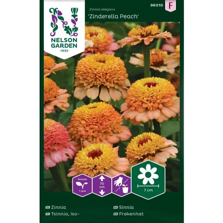 Frøkenhat 'Zinderella Peach' Zinnia Elegans 'Zinderella Peach' 3 Frøkenhat 'Zinderella Peach' Zinnia Elegans 'Zinderella Peach'
