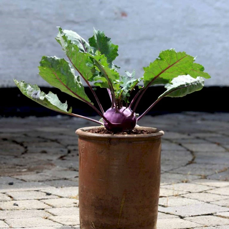 Kålrabi 'Azur-Star' Øko Brassica Oleracea 'Azur-Star' Frøpose, Antal Pr. Pakke, Ca. 70 Stk. 5 Kålrabi 'Azur-Star' Øko Brassica Oleracea 'Azur-Star' Frøpose, Antal Pr. Pakke, Ca. 70 Stk. - Billede 3