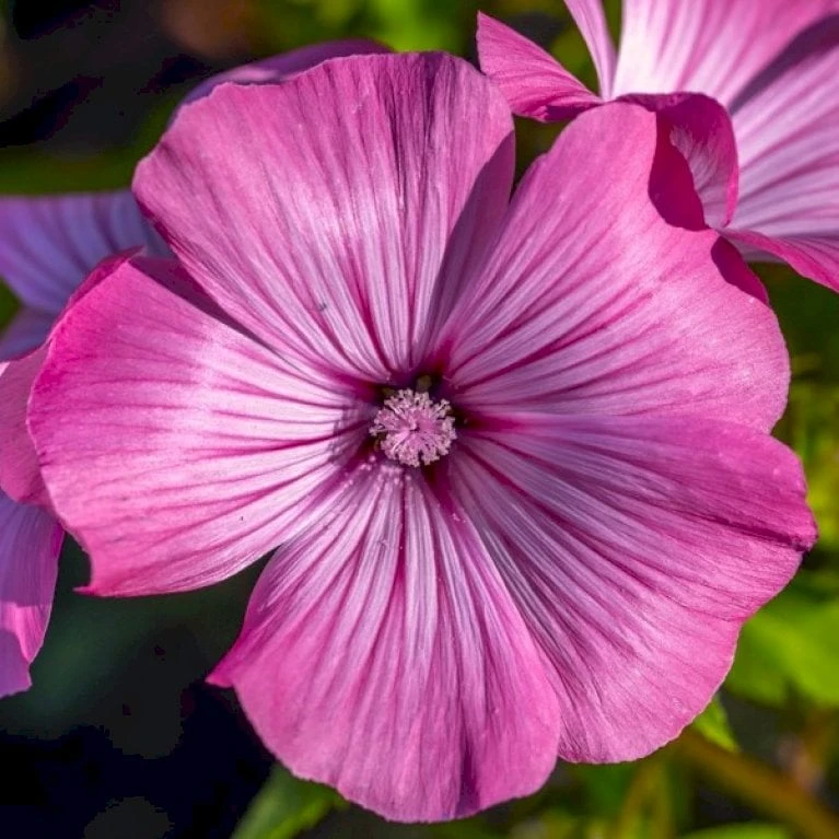 Mamelukærme 'Loveliness' Øko Lavatera Trimestris L. 'Loveliness' Frøpose, Antal Pr. Pakke, Ca. 30 Stk. 4 Mamelukærme 'Loveliness' Øko Lavatera Trimestris L. 'Loveliness' Frøpose, Antal Pr. Pakke, Ca. 30 Stk. - Billede 2