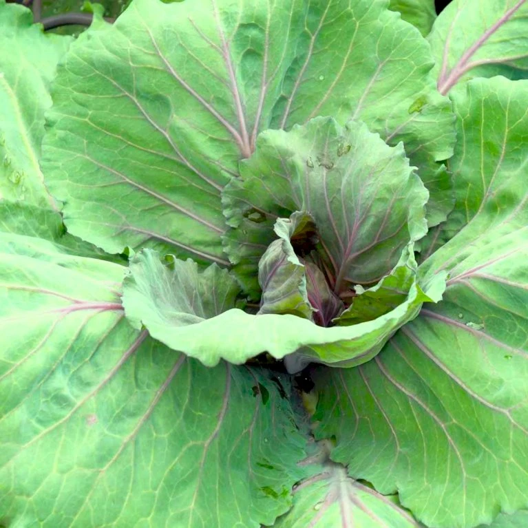 Japanske Bladgrønsager 'Tatsoi' Øko Brassica Rapa 'Tatsoi' Frøpose, Antal Pr. Pakke, Ca. 125 Stk. 4 Japanske Bladgrønsager 'Tatsoi' Øko Brassica Rapa 'Tatsoi' Frøpose, Antal Pr. Pakke, Ca. 125 Stk. - Billede 2