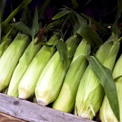 Sukkermajs 'Golden Bantam' Øko Zea Mays 'Golden Bantam' Frøpose, Antal Pr. Pakke, Ca. 10 Stk. 7 Sukkermajs 'Golden Bantam' Øko Zea Mays 'Golden Bantam' Frøpose, Antal Pr. Pakke, Ca. 10 Stk. -Osmo Salgsbutik p34108 54605 zea mays golden bantam a177