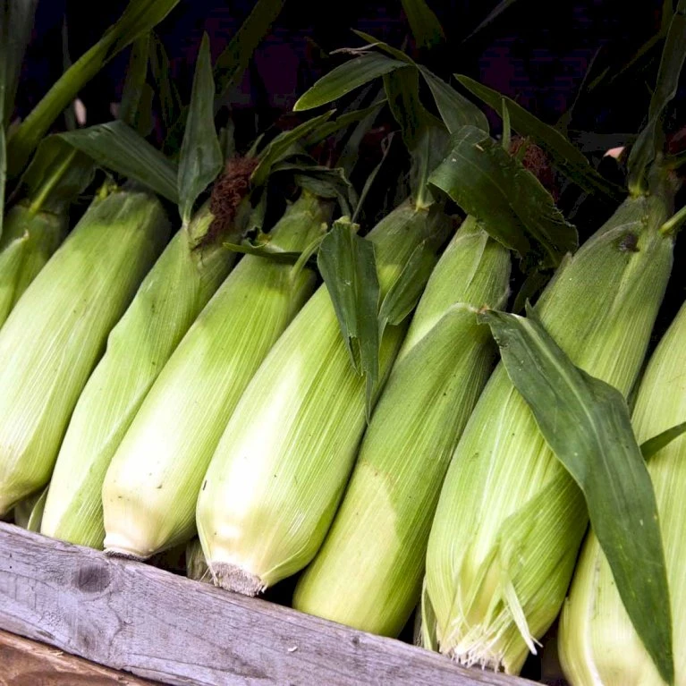 Sukkermajs 'Golden Bantam' Øko Zea Mays 'Golden Bantam' Frøpose, Antal Pr. Pakke, Ca. 10 Stk. 5 Sukkermajs 'Golden Bantam' Øko Zea Mays 'Golden Bantam' Frøpose, Antal Pr. Pakke, Ca. 10 Stk. - Billede 3