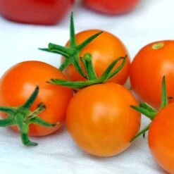 Ribstomat 'Golden Currant' Øko Solanum Pimpinellifolium 'Golden Currant' Frøpose, Antal Pr. Pakke, Ca. 3 Stk. -Osmo Salgsbutik p34123 54682 solanum pimpinellifolium golden currant 1daf