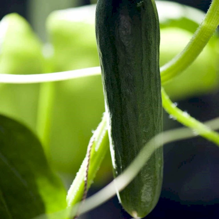 Frilandsagurk 'Marketer' Øko Cucumis Sativus 'Marketer' Frøpose, Antal Pr. Pakke, Ca. 14 Stk. 4 Frilandsagurk 'Marketer' Øko Cucumis Sativus 'Marketer' Frøpose, Antal Pr. Pakke, Ca. 14 Stk. - Billede 2
