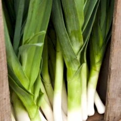 Porre 'Herbstriesen 2' Øko Allium Ampeloprasum 'Herbstriesen 2' Frøpose, Antal Pr. Pakke, Ca. 50 Stk. -Osmo Salgsbutik p34128 54603 allium ampeloprasum herbstriesen 2 eda6