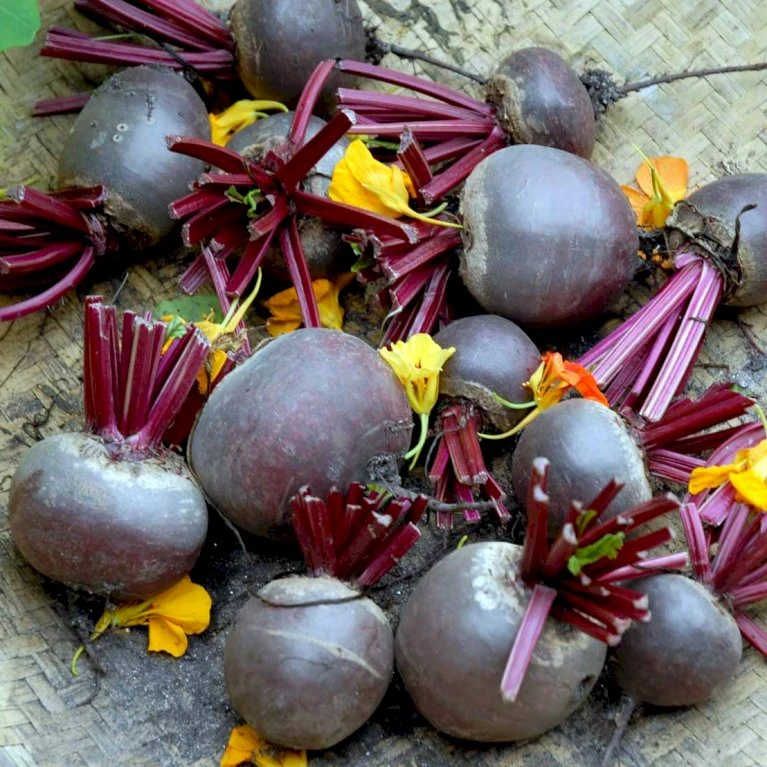 Rund Rødbede 'Detroit 2' Øko Beta Vulgaris 'Detroit 2' Frøpose, Antal Pr. Pakke, Ca. 100 Stk. 4 Rund Rødbede 'Detroit 2' Øko Beta Vulgaris 'Detroit 2' Frøpose, Antal Pr. Pakke, Ca. 100 Stk. - Billede 2