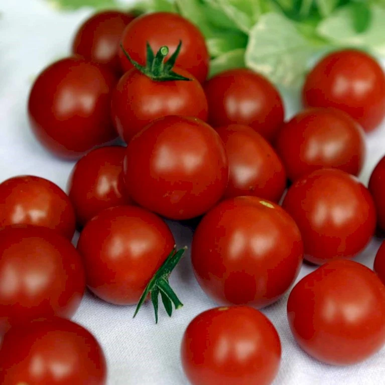 Kirsebærtomat 'Zuckertraube' Øko Solanum Lycopersicum 'Zuckertraube' Frøpose, Antal Pr. Pakke, Ca. 15 Stk. 4 Kirsebærtomat 'Zuckertraube' Øko Solanum Lycopersicum 'Zuckertraube' Frøpose, Antal Pr. Pakke, Ca. 15 Stk. - Billede 2