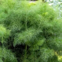 Knoldfennikel 'Finale' Øko Foeniculum Vulgare 'Finale' Frøpose, Antal Pr. Pakke, Ca. 20 Stk. -Osmo Salgsbutik p34143 54566 foeniculum vulgare finale 08e4