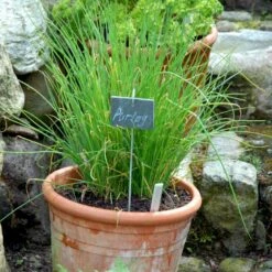Purløg 'Staro' Øko Allium Schoenoprasum 'Staro' Frøpose, Antal Pr. Pakke, Ca. 12 Stk. -Osmo Salgsbutik p34144 54570 allium schoenoprasum staro d087