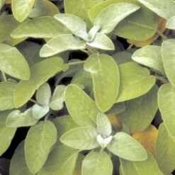 Lægesalvie Øko Salvia Officinalis L. Frøpose, Antal Pr. Pakke, Ca. 14 Stk. -Osmo Salgsbutik p34150 54663 salvia officinalis l 9072