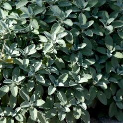 Lægesalvie Øko Salvia Officinalis L. Frøpose, Antal Pr. Pakke, Ca. 14 Stk. -Osmo Salgsbutik p34150 54664 salvia officinalis l 1941