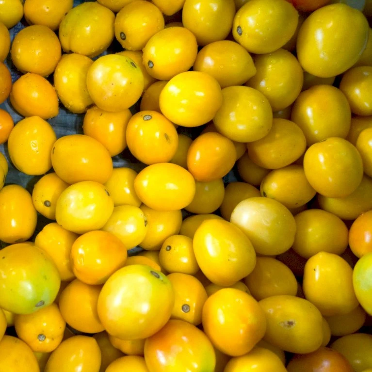 Tomat 'Tigerette Cherry' Øko Solanum Lycopersicum 'Tigerette Cherry' Frøpose, Antal Pr. Pakke, Ca. 4 Stk. 4 Tomat 'Tigerette Cherry' Øko Solanum Lycopersicum 'Tigerette Cherry' Frøpose, Antal Pr. Pakke, Ca. 4 Stk. - Billede 2