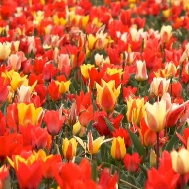 Tulipan 'Peacock' Mix Storkøb Tulips 'Peacock' Mix Blomsterløg, Antal Pr. Pakke, Ca. 100 Stk. 3 Tulipan 'Peacock' Mix Storkøb Tulips 'Peacock' Mix Blomsterløg, Antal Pr. Pakke, Ca. 100 Stk.