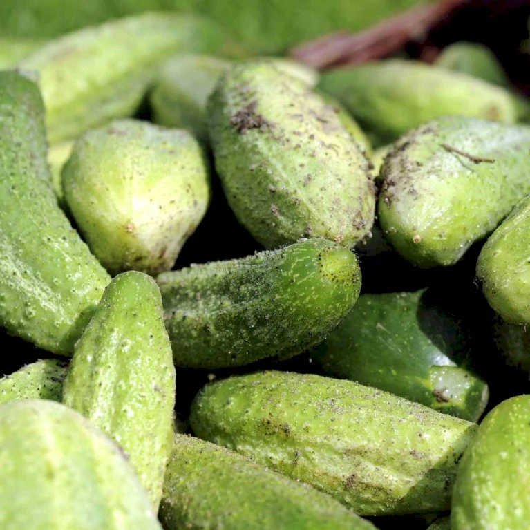 Frilandsdrueagurk 'Profi' F1 Øko Cucumis Sativus 'Profi' F1 4 Frilandsdrueagurk 'Profi' F1 Øko Cucumis Sativus 'Profi' F1 - Billede 2